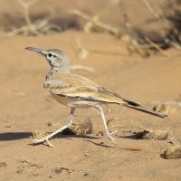 Greater Hoopoe-Lark